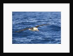 Black-browed Albatross Flying above Sea by Anonymous