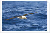 Black-browed Albatross Flying above Sea by Anonymous