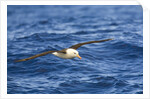 Black-browed Albatross Flying above Sea by Anonymous