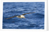 Black-browed Albatross Flying above Sea by Anonymous