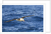 Black-browed Albatross Flying above Sea by Anonymous