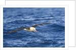 Black-browed Albatross Flying above Sea by Anonymous