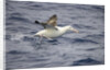 Wandering Albatross Running to Take Off by Anonymous
