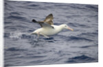 Wandering Albatross Running to Take Off by Anonymous