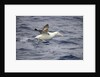 Wandering Albatross Running to Take Off by Anonymous