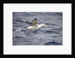 Wandering Albatross Running to Take Off by Anonymous