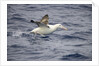 Wandering Albatross Running to Take Off by Anonymous