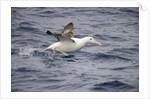 Wandering Albatross Running to Take Off by Anonymous
