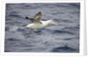 Wandering Albatross Running to Take Off by Anonymous