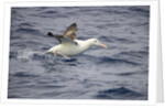 Wandering Albatross Running to Take Off by Anonymous