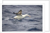 Wandering Albatross Running to Take Off by Anonymous