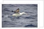Wandering Albatross Running to Take Off by Anonymous