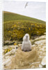 Black-browed Albatross Chick Sitting on Nest by Anonymous