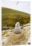 Black-browed Albatross Chick Sitting on Nest by Anonymous