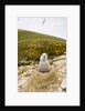 Black-browed Albatross Chick Sitting on Nest by Anonymous