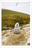 Black-browed Albatross Chick Sitting on Nest by Anonymous