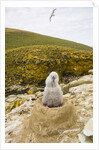Black-browed Albatross Chick Sitting on Nest by Anonymous