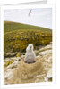 Black-browed Albatross Chick Sitting on Nest by Anonymous