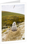 Black-browed Albatross Chick Sitting on Nest by Anonymous