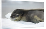 Leopard Seal Resting on Ice Floe by Anonymous