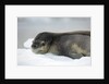 Leopard Seal Resting on Ice Floe by Anonymous