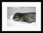 Leopard Seal Resting on Ice Floe by Anonymous