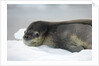 Leopard Seal Resting on Ice Floe by Anonymous