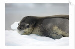 Leopard Seal Resting on Ice Floe by Anonymous