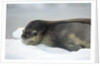 Leopard Seal Resting on Ice Floe by Anonymous
