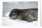 Leopard Seal Resting on Ice Floe by Anonymous