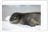 Leopard Seal Resting on Ice Floe by Anonymous