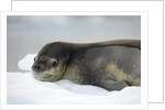 Leopard Seal Resting on Ice Floe by Anonymous