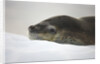 Leopard Seal Resting on Ice by Anonymous