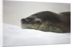 Leopard Seal Resting on Ice by Anonymous