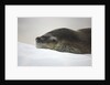Leopard Seal Resting on Ice by Anonymous