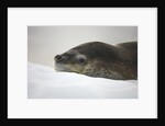 Leopard Seal Resting on Ice by Anonymous