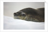 Leopard Seal Resting on Ice by Anonymous