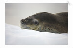 Leopard Seal Resting on Ice by Anonymous