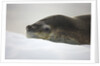 Leopard Seal Resting on Ice by Anonymous