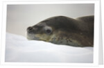 Leopard Seal Resting on Ice by Anonymous