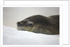 Leopard Seal Resting on Ice by Anonymous