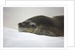 Leopard Seal Resting on Ice by Anonymous