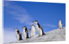 Chinstrap Penguins Descending Ridge by Anonymous