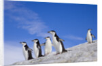 Chinstrap Penguins Descending Ridge by Anonymous