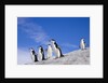 Chinstrap Penguins Descending Ridge by Anonymous