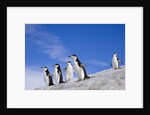 Chinstrap Penguins Descending Ridge by Anonymous