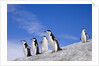 Chinstrap Penguins Descending Ridge by Anonymous