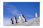Chinstrap Penguins Descending Ridge by Anonymous