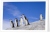 Chinstrap Penguins Descending Ridge by Anonymous