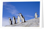 Chinstrap Penguins Descending Ridge by Anonymous